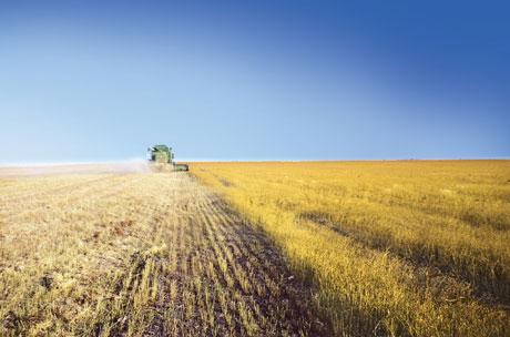 Barilla, 6° rinnovo per l’accordo di filiera grano duro