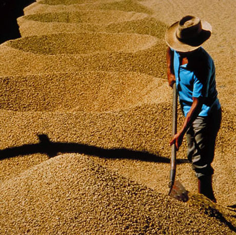 Caffè, eco-intesa tra illy e ministero Ambiente