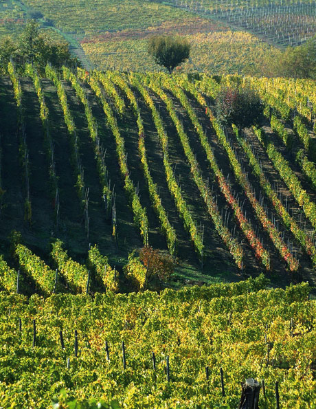 Vino, nella filiera c’è lavoro per 1,2 milioni di persone