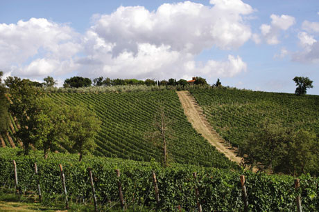 Mediobanca, l’Italian wine ha ancora i suoi numeri
