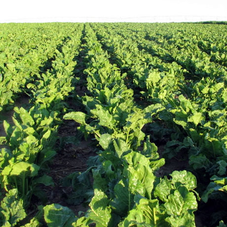 Barilla, accordo green con Coprob per la rotazione delle colture
