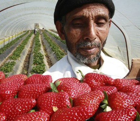 Lavoro agricolo, 300mila gli immigrati impegnati