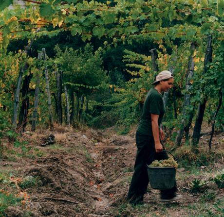 Vendemmia 2012, sotto i 40 milioni di hl (-8%)