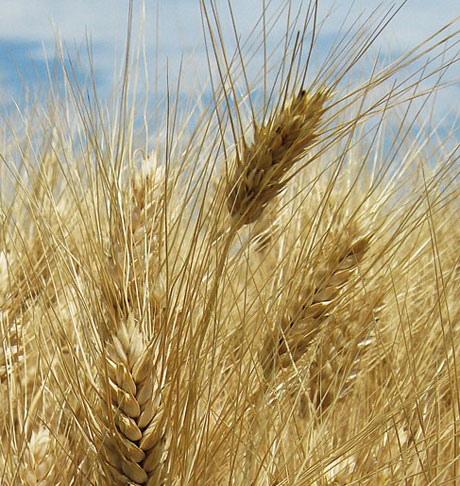 Sis, il grano duro più produttivo è Marco Aurelio