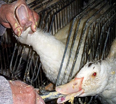 Coop Italia dice no al foie gras