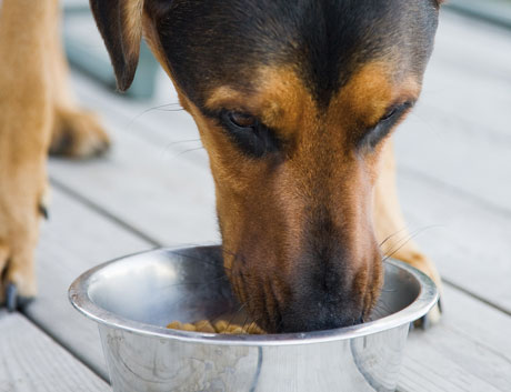 Il retailer del futuro è dog friendly