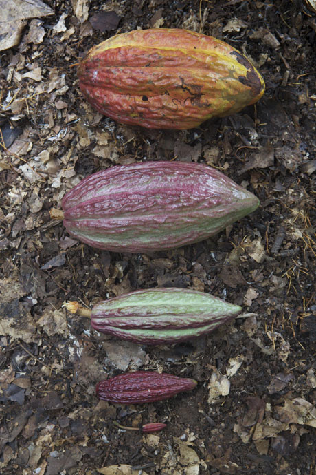 Cacao, il rialzo dei prezzi continua