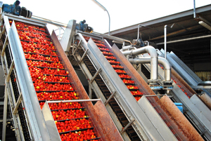 Consegnati 156 contratti per la campagna del pomodoro 2014