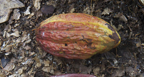 Cacao, la paura di Ebola ‘contagia’ i prezzi