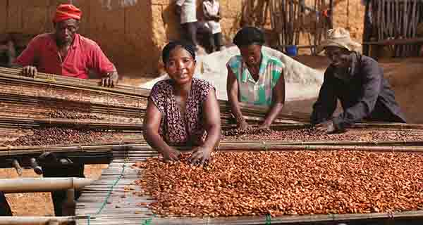 Sperlari utilizzerà solo cacao da agricoltura sostenibile
