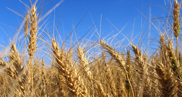 Tempo di bilanci per la filiera agricola