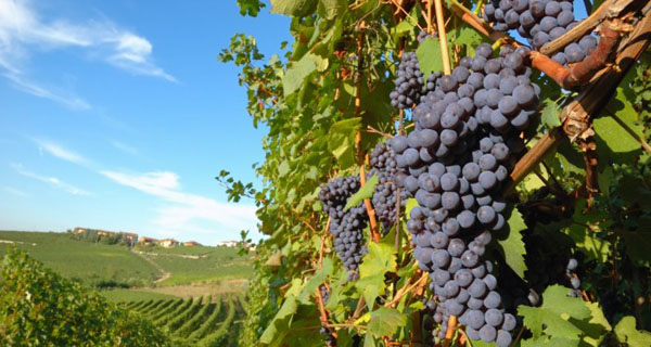 Domenico Zonin (Uiv): “Urge una nuova strategia europea per il vino”