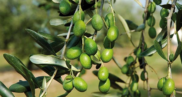 Olio, firmato l’accordo di filiera per valorizzare l’extravergine di qualità