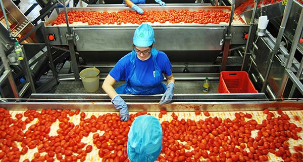 Pomodoro, protagonista del made in Italy