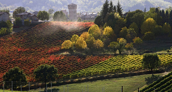 Impennata della produzione vitivinicola in Emilia-Romagna