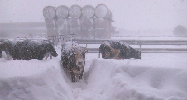 Granarolo, in Puglia cisterne bloccate a causa della neve