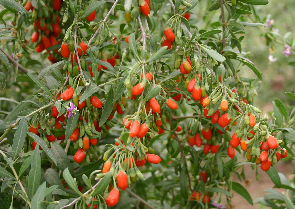 Maremma che bacche (di Goji)