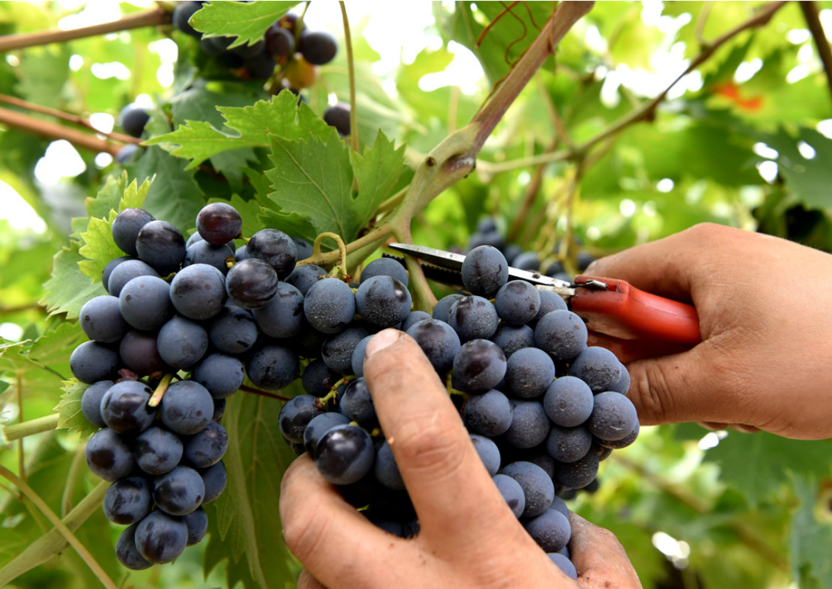 Vino, vendemmia scarsa ma l’Italia resta leader