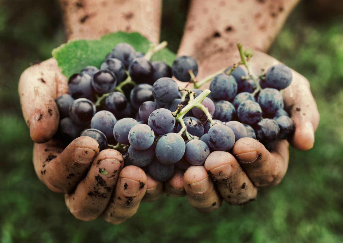 Vendemmia 2023, chiusura tra luci e ombre