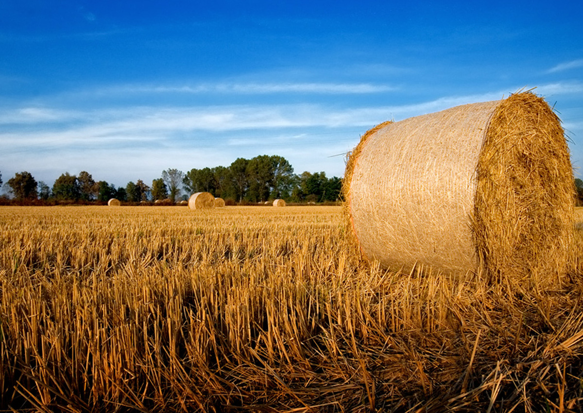 Ismea, l’agroalimentare va