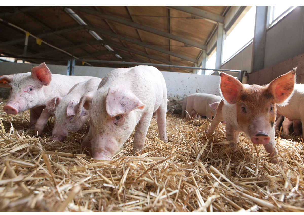 Benessere animale, Fumagalli fa scuola