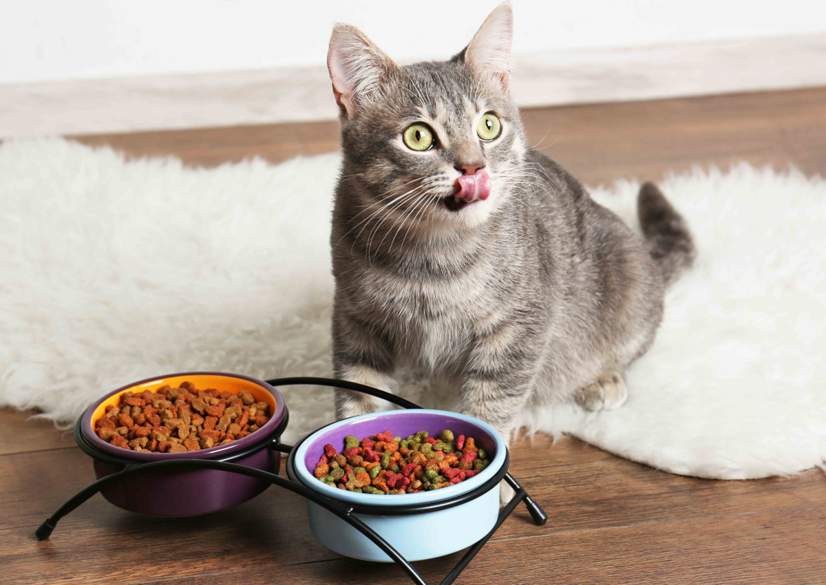 Petfood, il ruggito del gatto