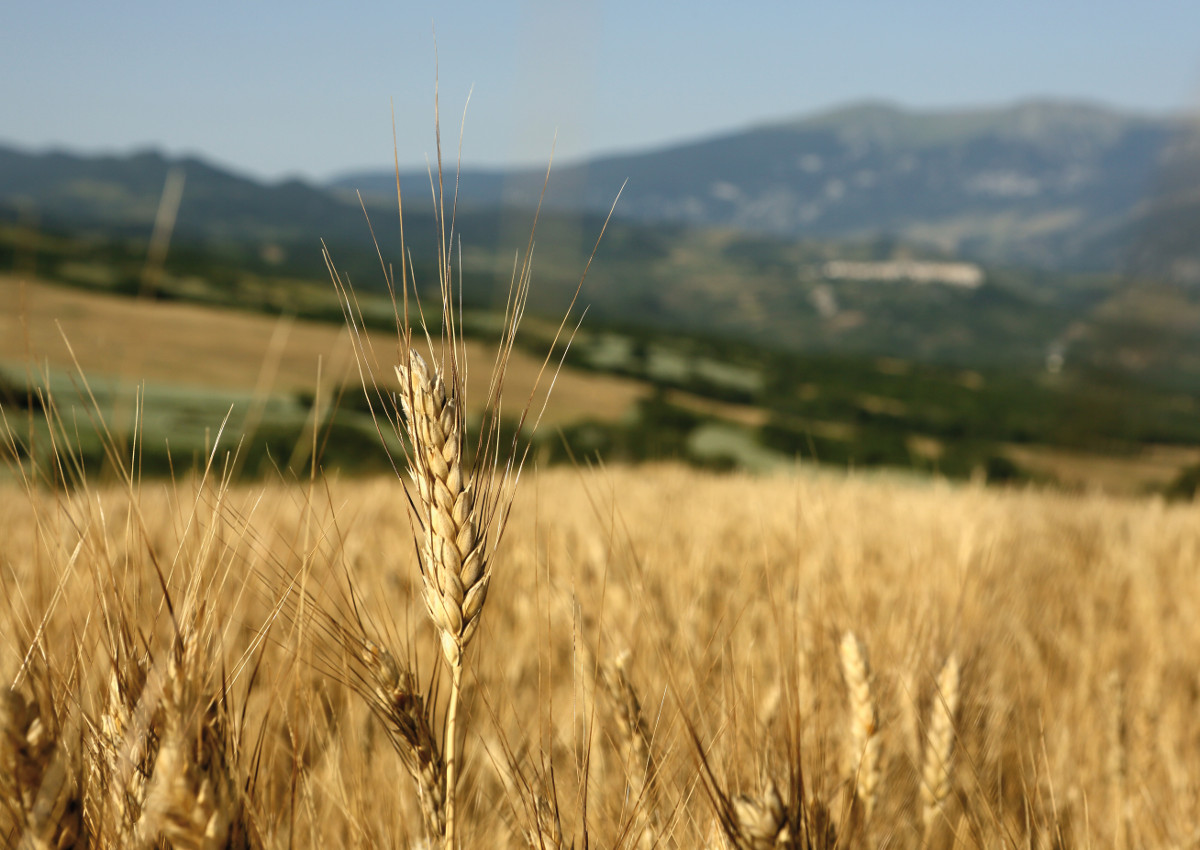 Innovazione e ricerca per migliorare le colture cerealicole