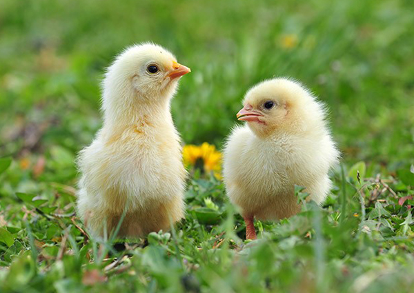 Pollo bio in Puglia, Amadori aggiunge un nuovo tassello