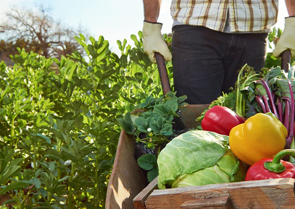 Agroalimentare, il 2017 si chiude in ascesa