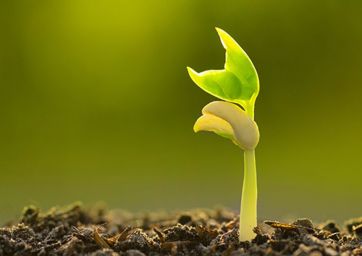 Regolamento-UE-biologico-agricoltura-FederBio