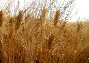 Barilla-grano-frumento-Canada