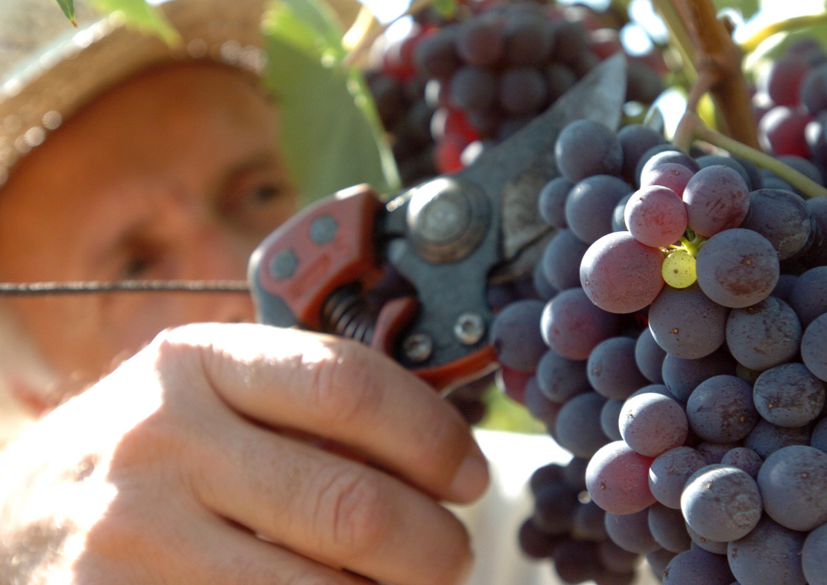 Vinitaly, il primato del vino italiano