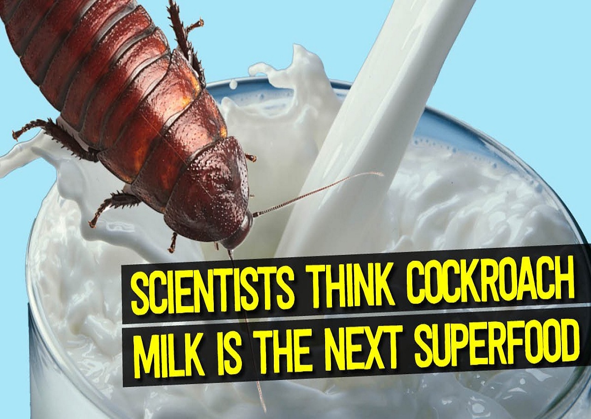 Latte di scarafaggio, il superfood che non ti aspetti