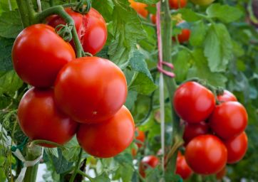 pomodoro-raccolta-trasformazione