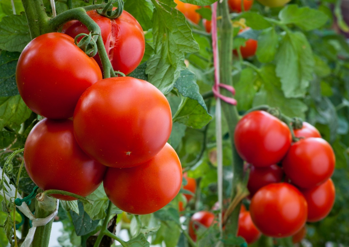 Prezzo pomodoro, mancato accordo al Centro-Sud