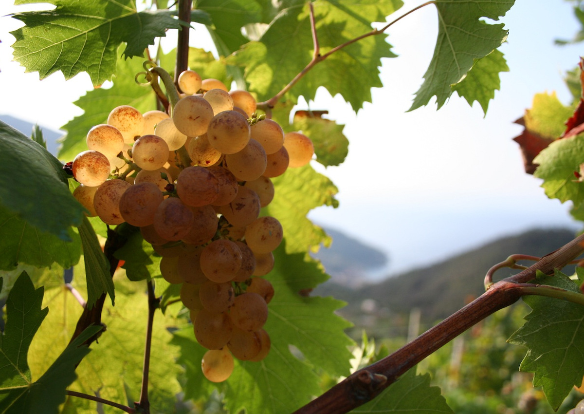 Parte la vendemmia 2018: produzione in aumento