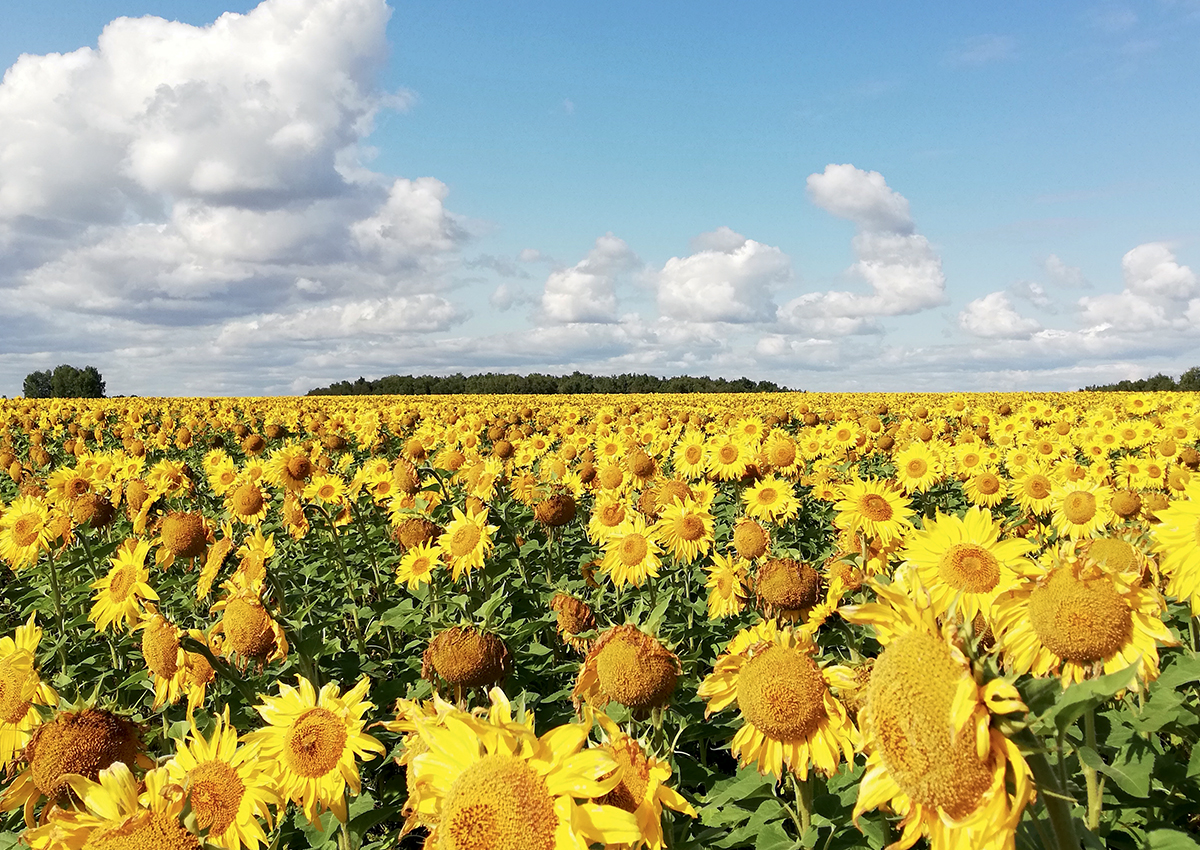 Olio di girasole, la crisi degli approvvigionamenti è finita