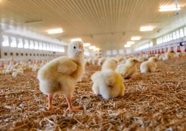 uova-pulcini-settore avicolo-allevamento