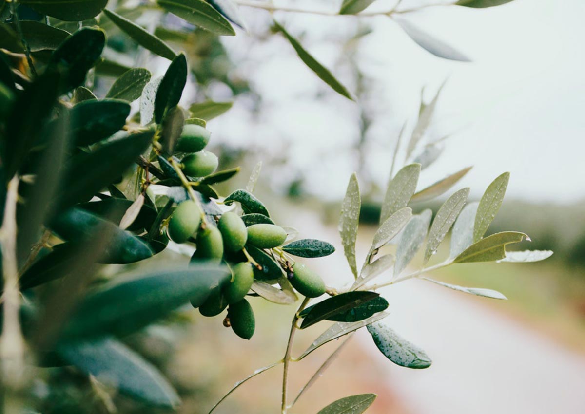 Olio d’oliva e salute, un binomio per crescere
