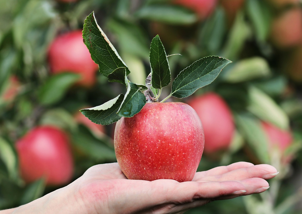 Nel 2018 il record del consumo di frutta