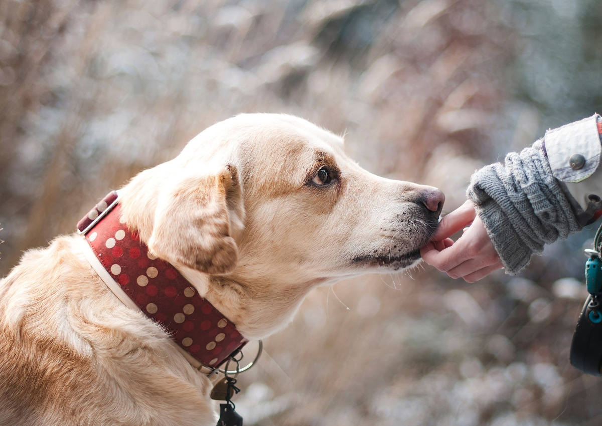 Amazon entra nel petfood con Lifelong