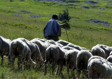 latte-pecora-pastori sardi
