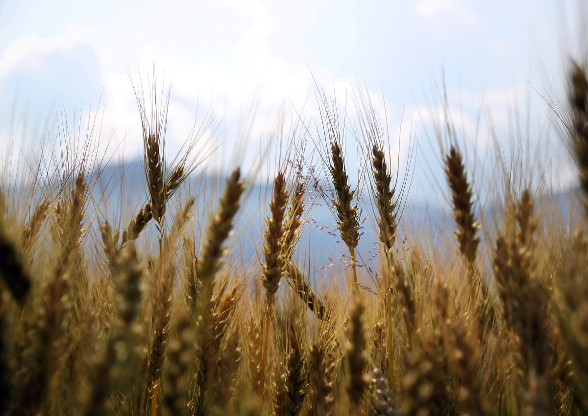 Il digitale nella filiera agroalimentare