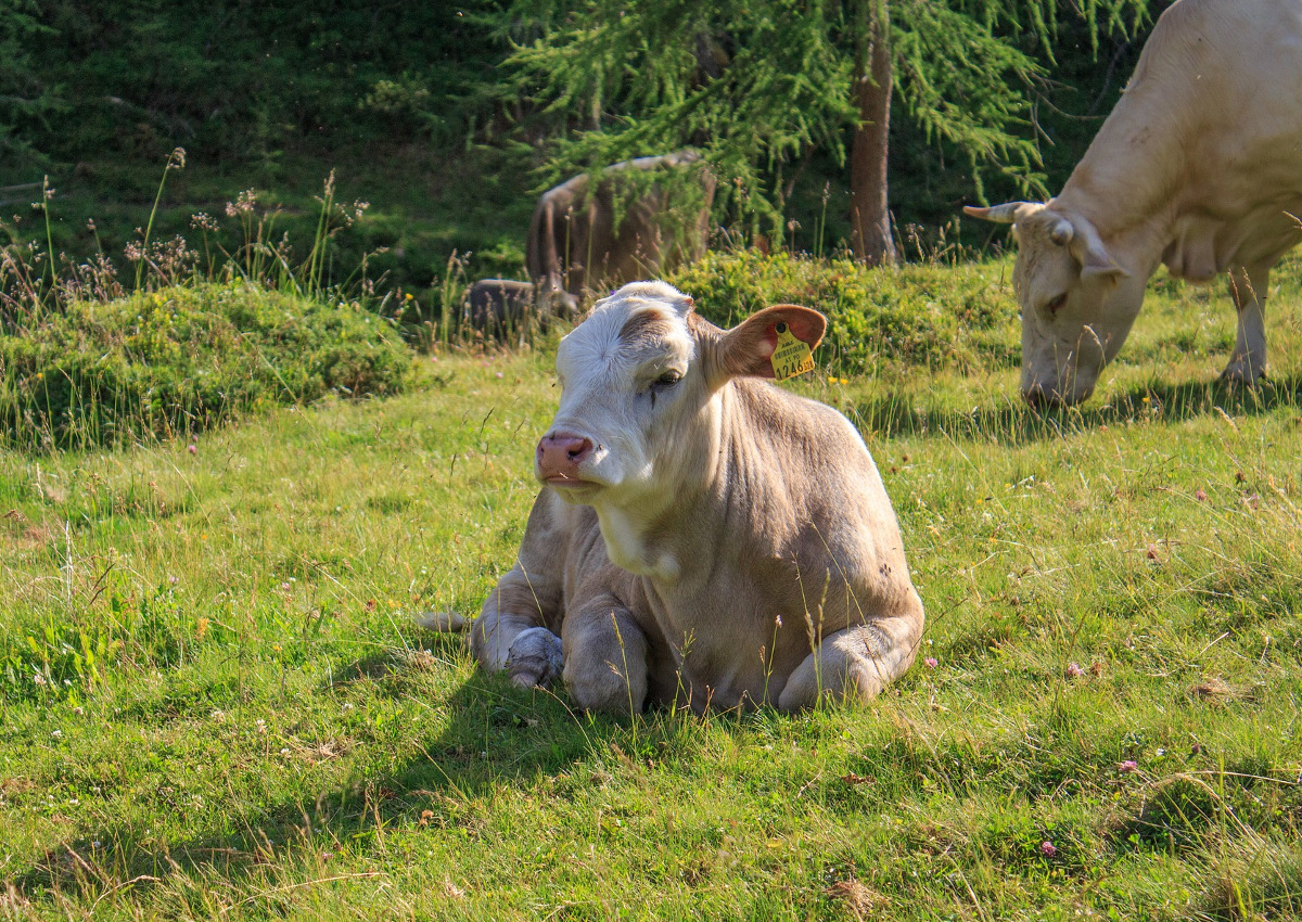 Consumatori sempre più attenti al benessere animale