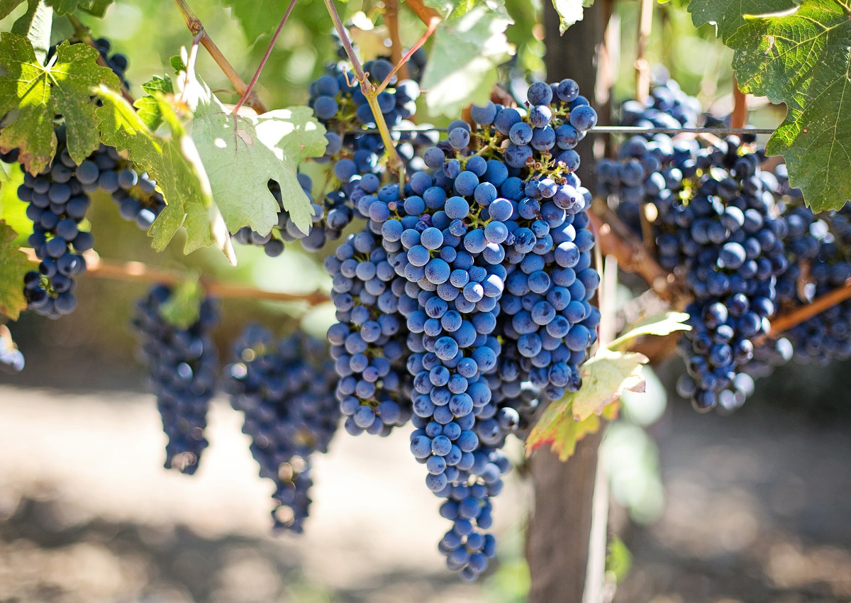 Il vino italiano guida la classifica delle filiere agroalimentari