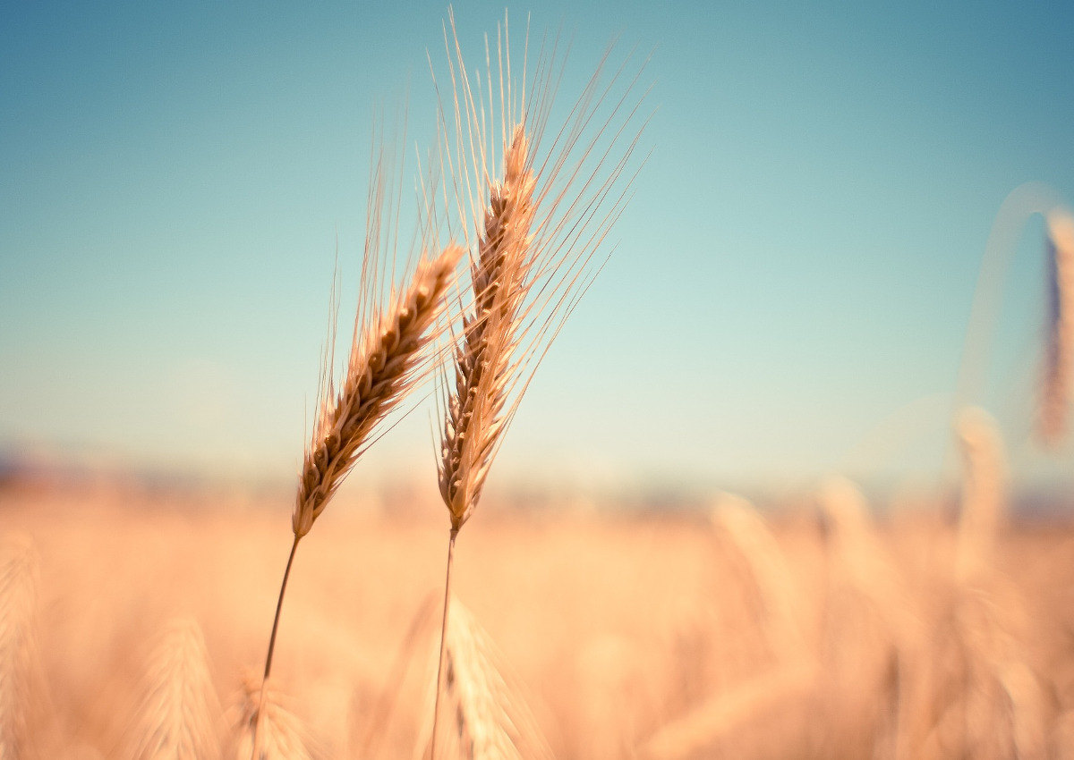 Aumenta il valore del grano duro italiano