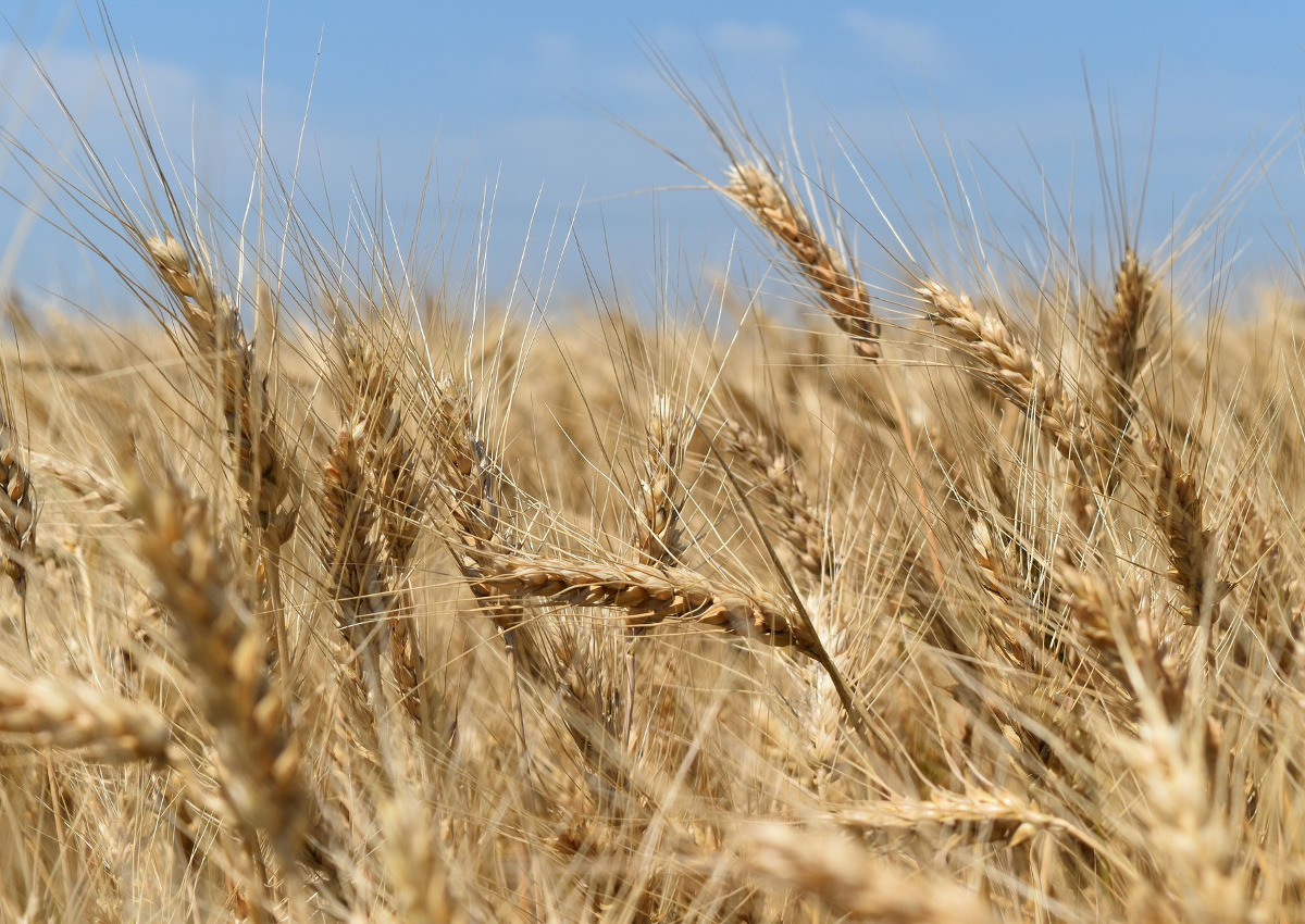 Grano duro, stime al ribasso per la produzione