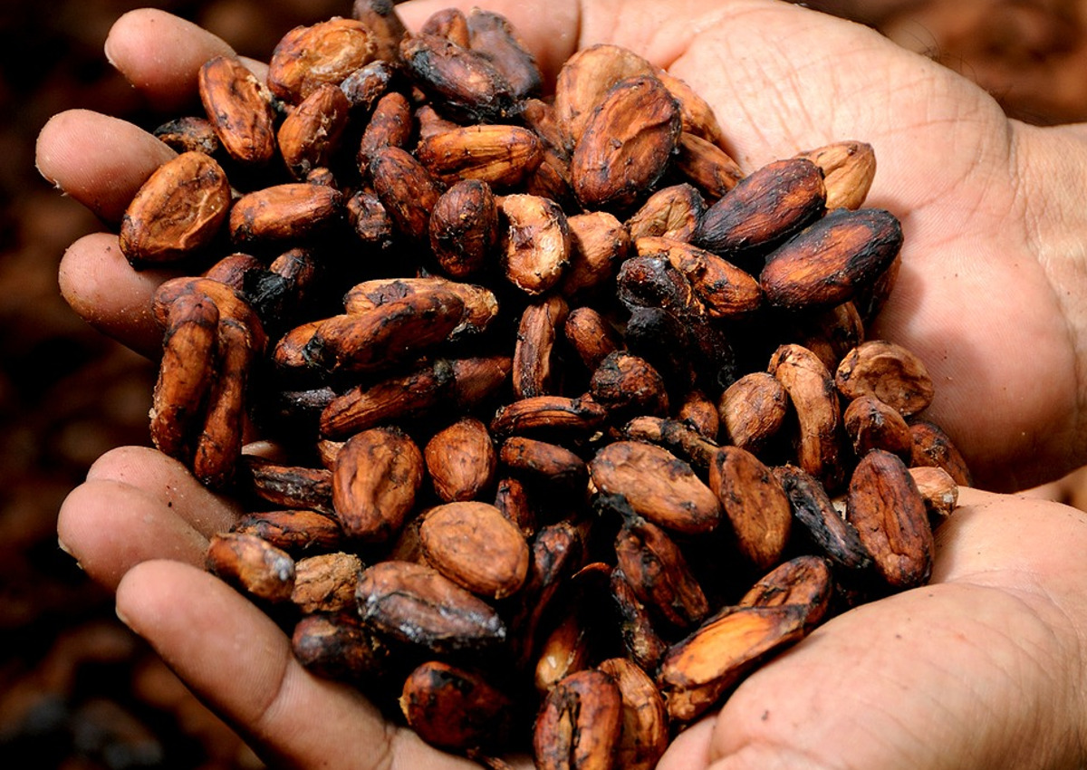 Troppa pioggia, i prezzi del cacao salgono alle stelle