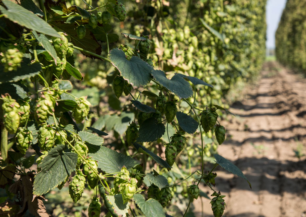 Poretti 4 luppoli, il gusto è sempre più italiano