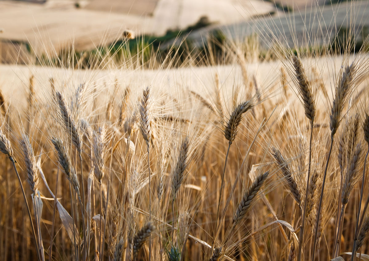 De Cecco accelera sulla Filiera italiana